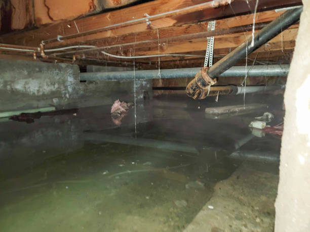 Best Storm and Flood Water Damage Restoration in South Whittier, CA